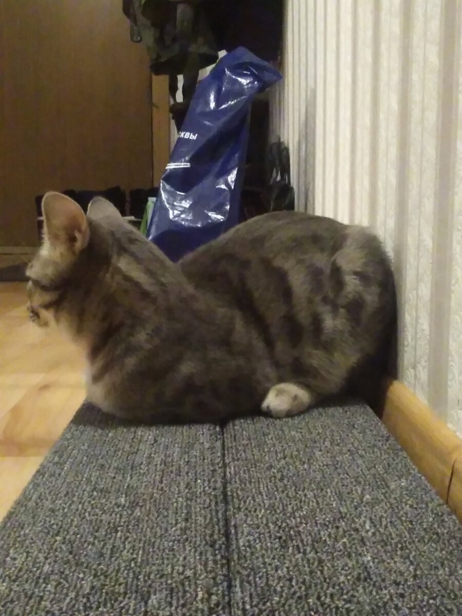 Для него это обычная лежанка🌟