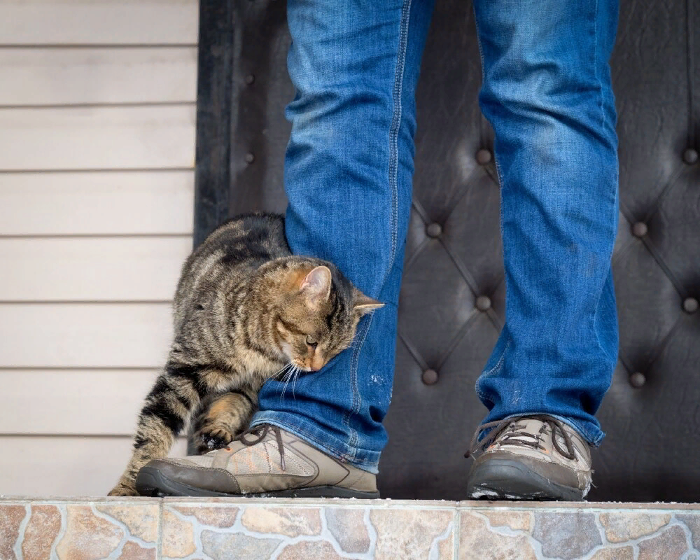 😺Почему кошка хвостом ходит за владельцем. Что это значит? | Нос, хвост,  лапы | Дзен