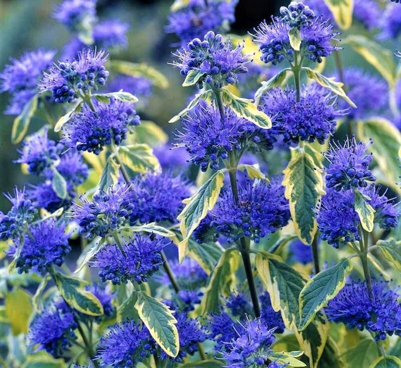 Листайте галерею фотографий. Кариоптерис. Фото с сайта: https://goo.su/0txVoe