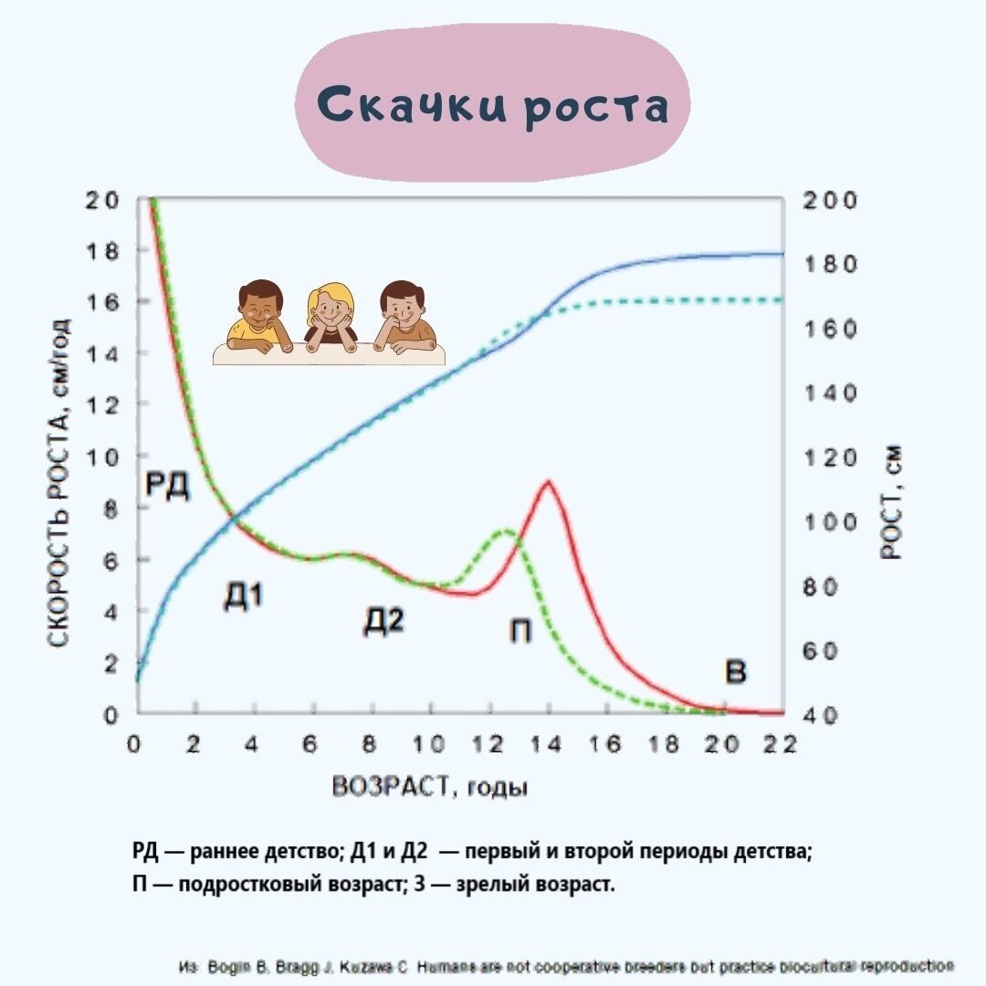 Скачки роста. Комментарии и расшифровка линий на графике: зелёная пунктирная линия — скачки роста у девочек, красная сплошная линия — скачки роста у мальчиков, синяя пунктирная линия — средняя динамика роста у девочек, синяя сплошная линия —  средняя динамика роста у мальчиков