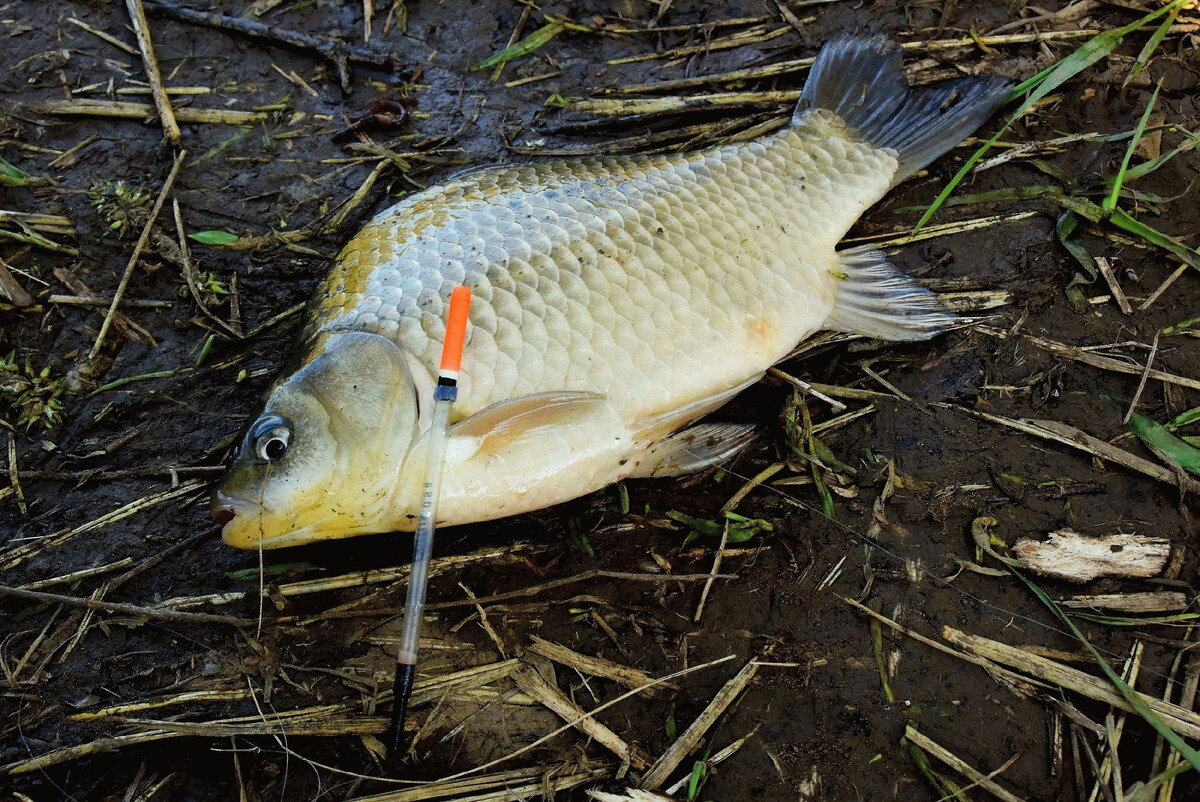 Фото взято с activefisher.net