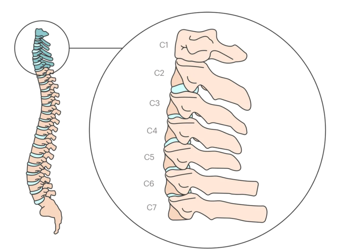 7 позвонок название. С3 с7 позвонки. 7 Позвонок. 2 Позвонок шейного отдела. Шейный отдел 7 позвонков.