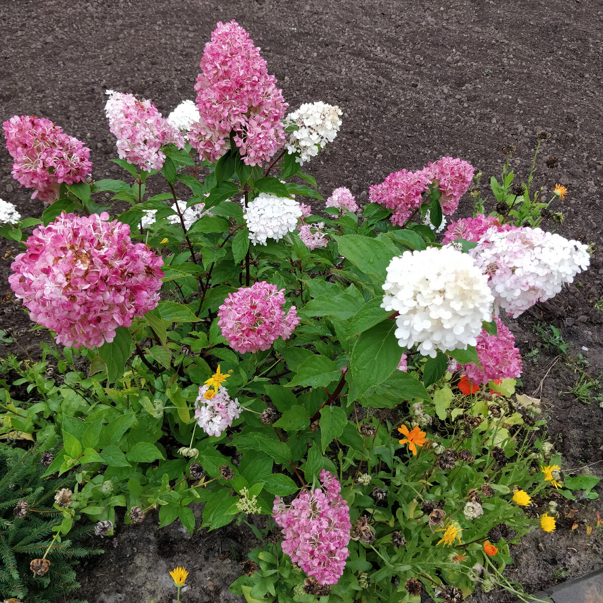 Как можно не влюбиться в этот кустик с такими пышными белыми и розовыми соцветиями?