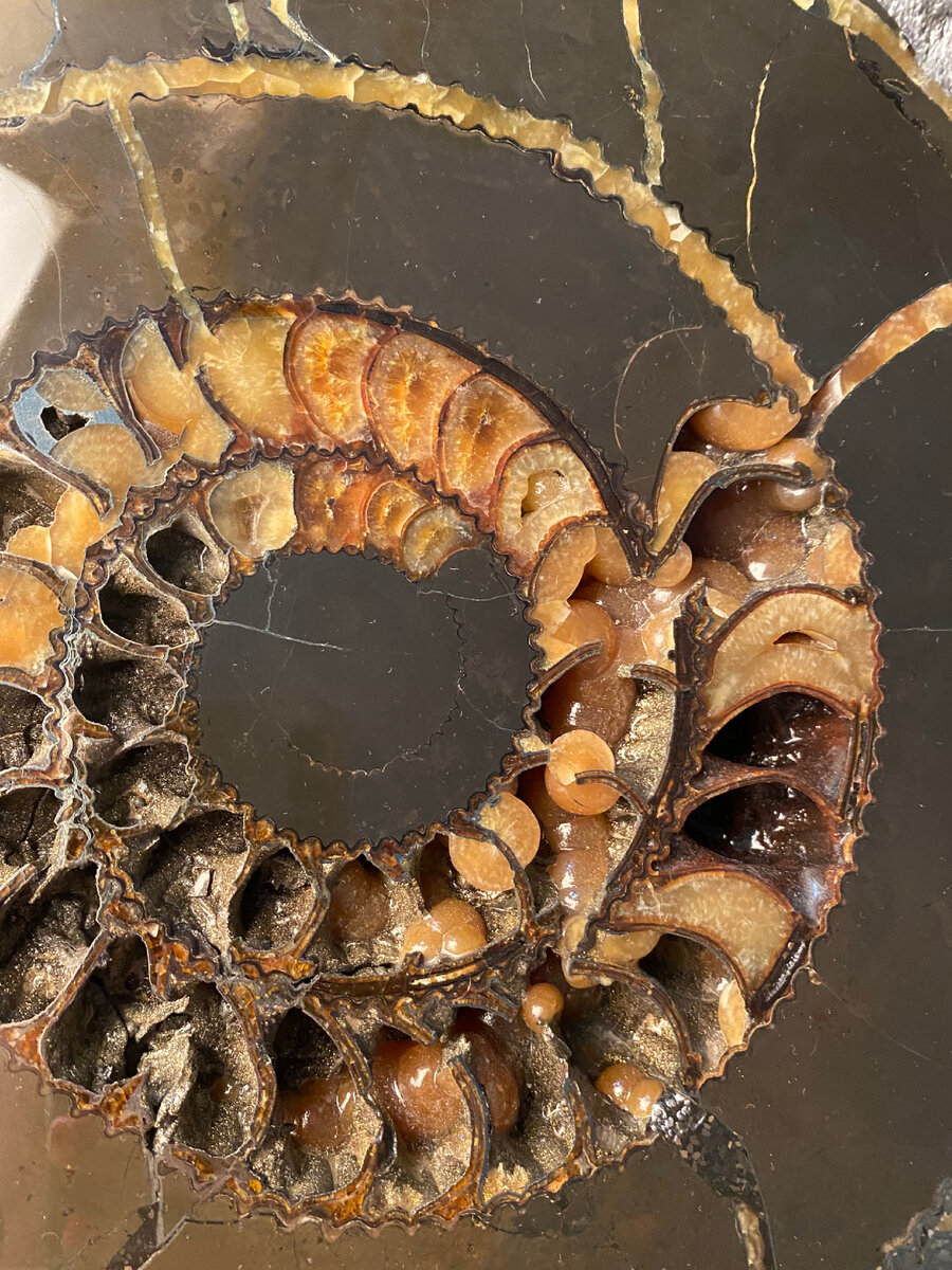 Симбицит внутри раковины Аммонита SPEETONICERAS VERSICOLOR.