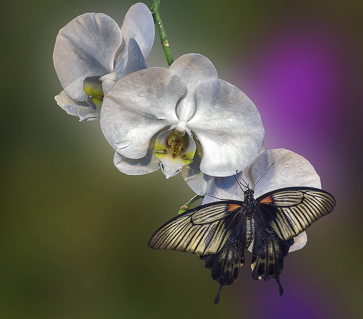 Цветы орхидея бабочка. Фаленопсис Колибри. Орхидея фаленопсис белая бабочка. Колибри Орхидея фаленопсис. Фаленопсис Аркадия бабочка.