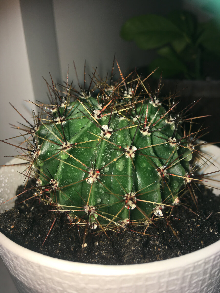 Мокрый кактус МИР, со вспышкой!