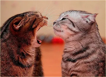 psy-files - свободный доступ