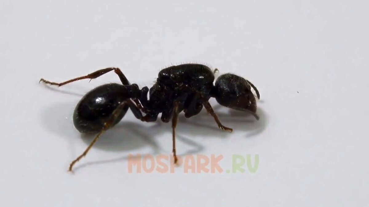 Матка Messor structor, в длинну 12мм