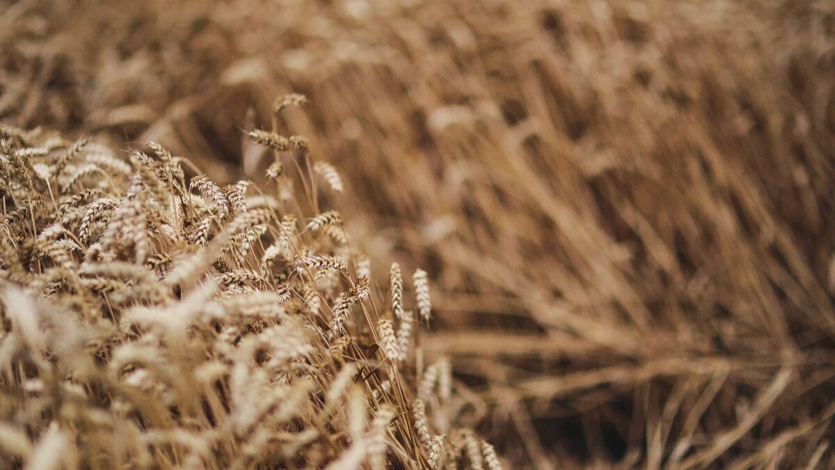 Какие праздники будут на неделе? Фото: www.piqsels.com