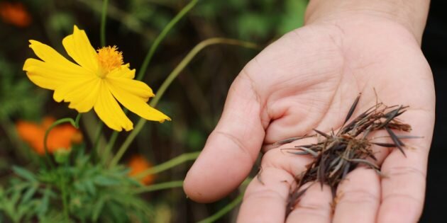 Фото: Pirunpon/Shutterstock📷
