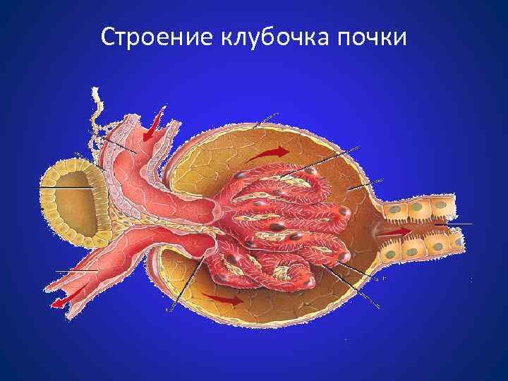 «Что пить при простуде при гломерулонефрите?» — Яндекс Кью