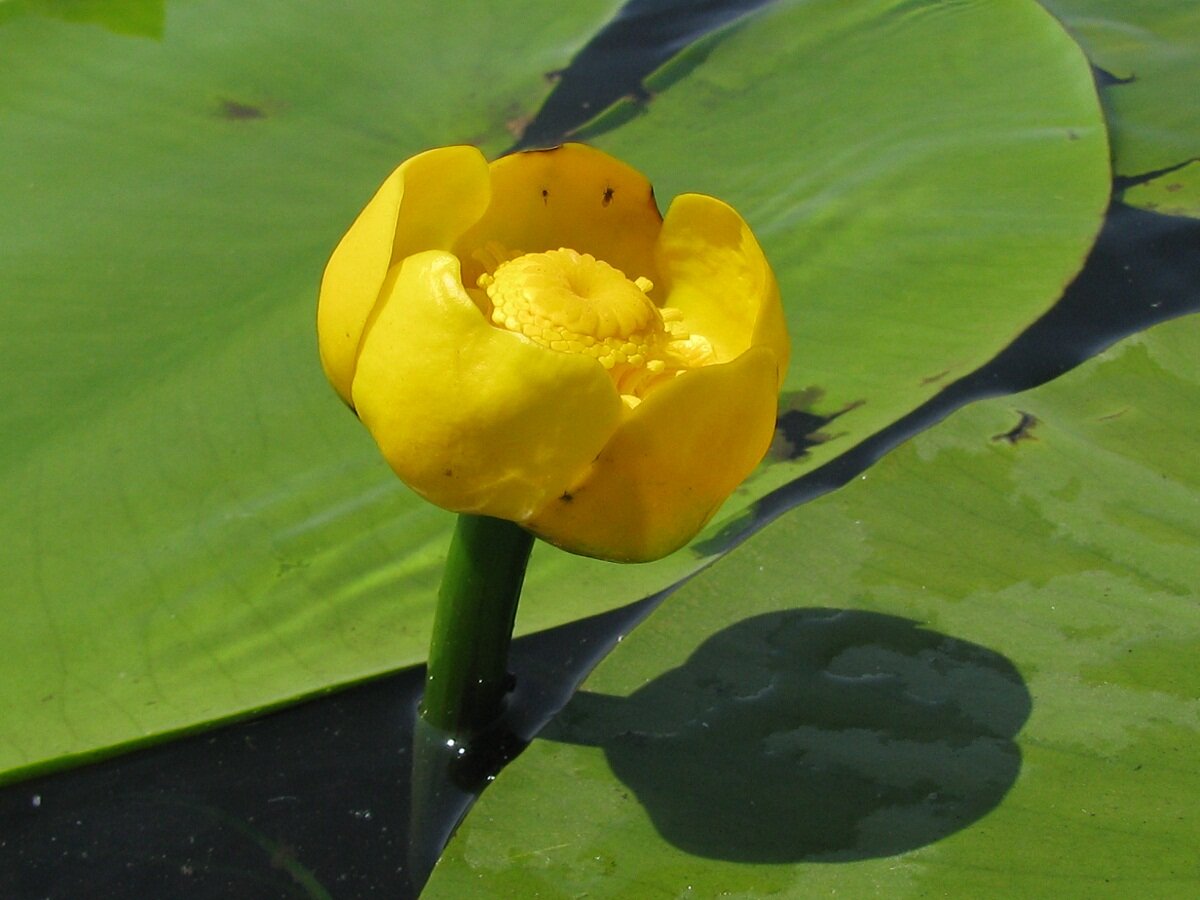 Кубышка малая Nuphar pumila