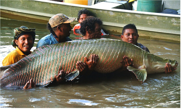 Чешуя арапаймы – биологический бронежилет.