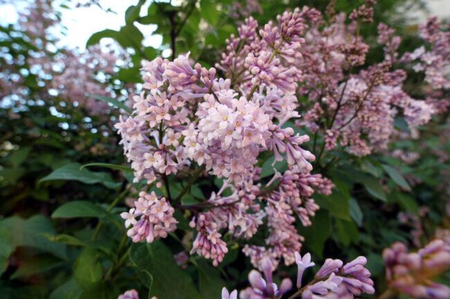 фото: Илья Снопченко / ИА «Диалог»