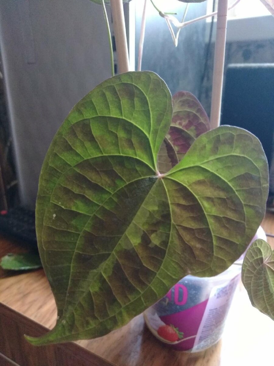 Диоскорея Триколор