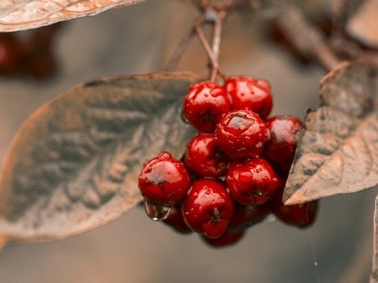     ФОТО: PIXABAY