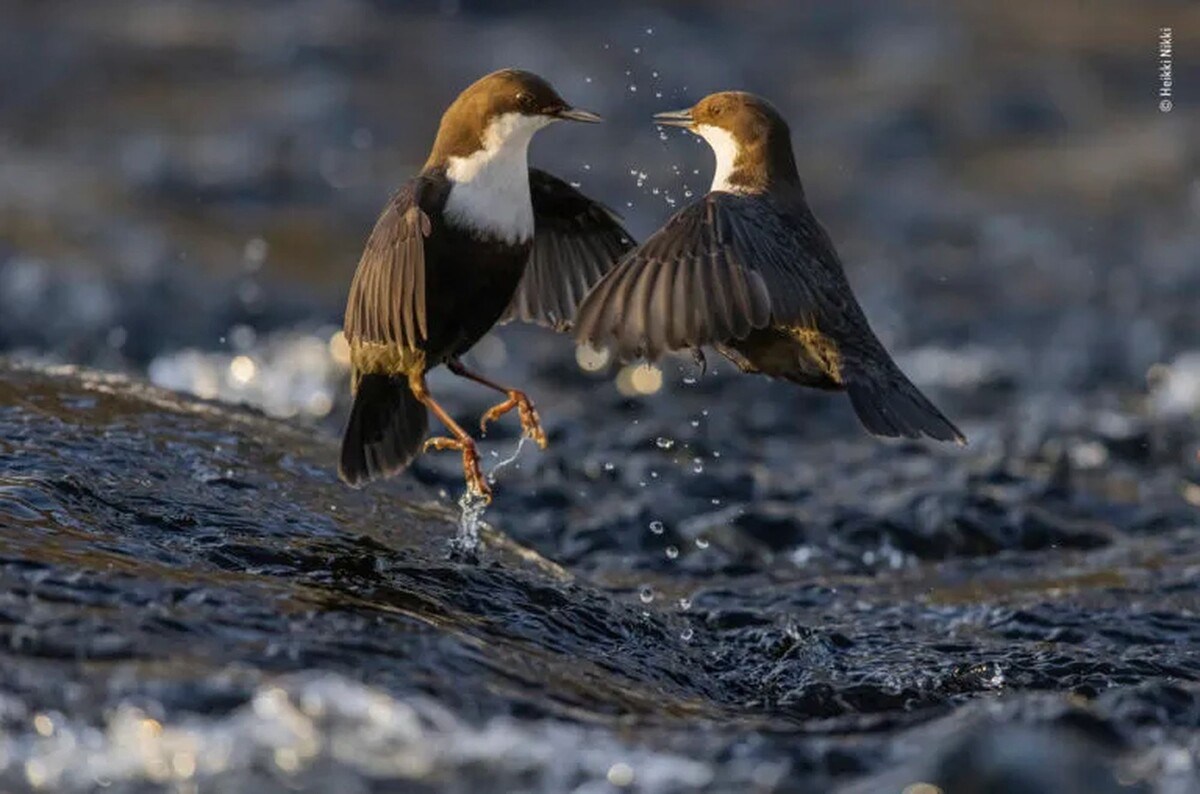 Фотограф: Heikki Nikki | Wildlife Photographer of the Year  📷
