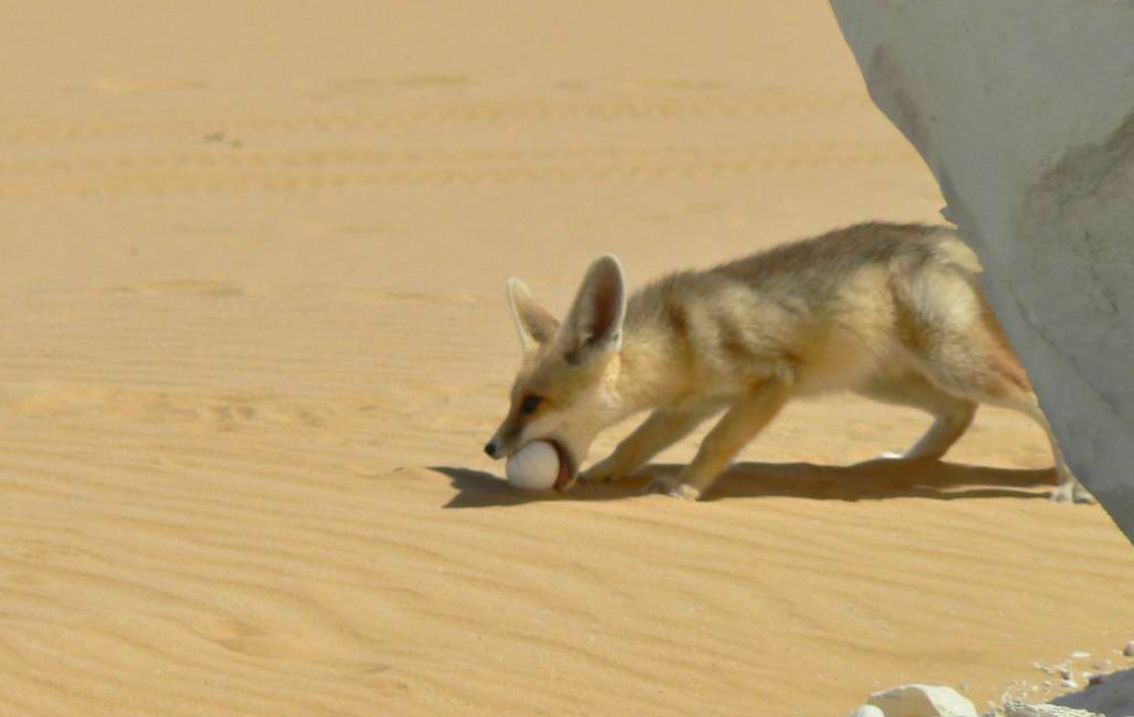 Птичье яйцо посреди пустыни – редкая находка. Фото: goodnewsanimal.ru