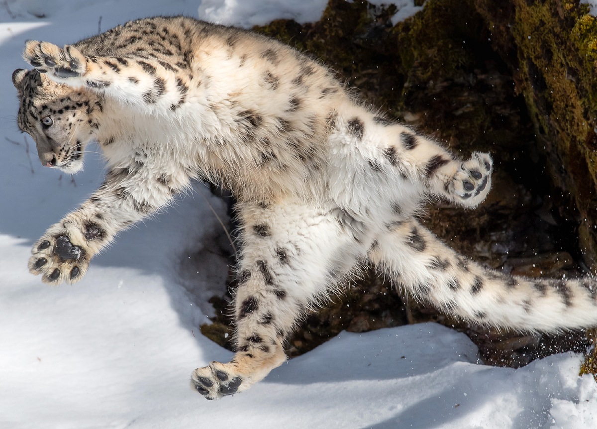 На какую длину способен прыгнуть снежный барс. Снежный Барс uncia uncia. - Снежный Барс (Panthera uncia. Снежный Барс (Ирбис, снежный леопард). Памирская Ирбис.