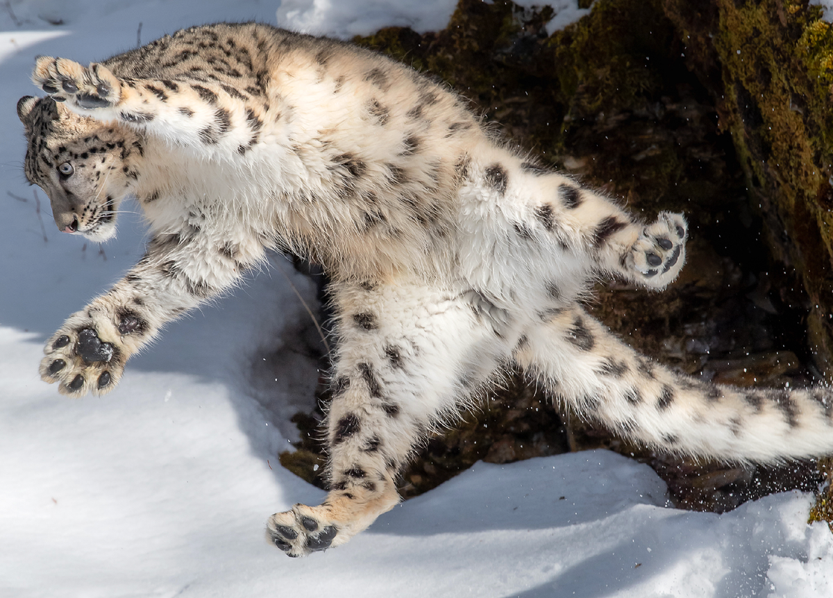 Ирбис максимальная скорость. - Снежный Барс (Panthera uncia. Ирбис снежный Барс в прыжке. Снежный Барс (Ирбис, снежный леопард). Памирская Ирбис.