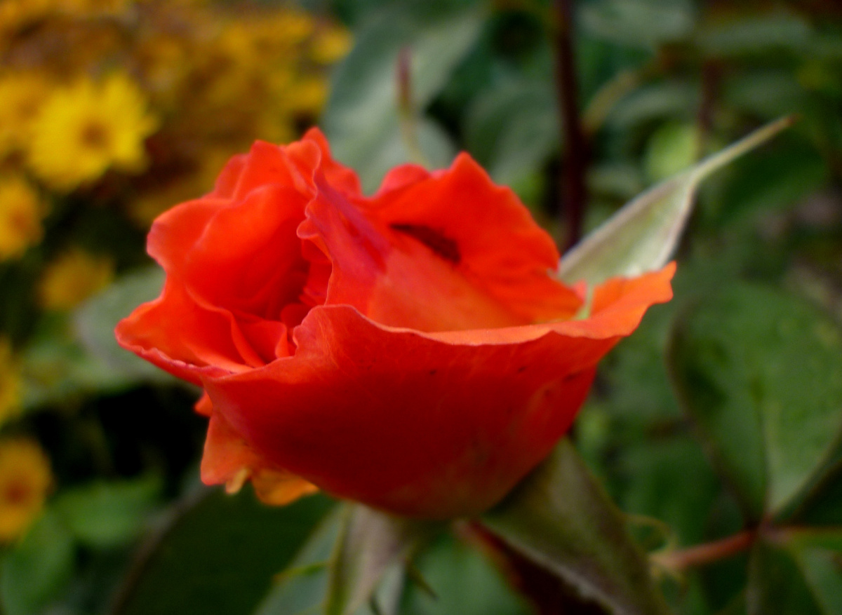 (Фото автора). Красавица роза.