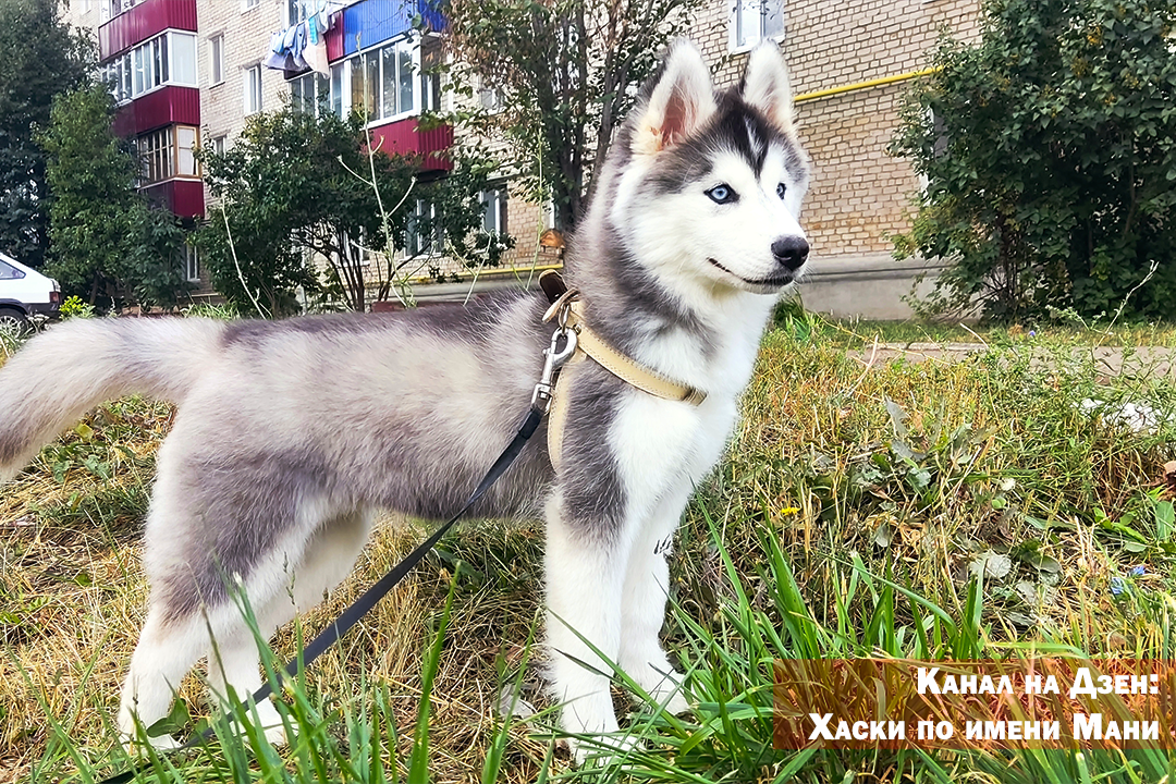 Я думаю, многие слышали, что якобы один год жизни собаки примерно равняется семи человеческим. Значительная часть любителей собак приняли эту информацию и живут с нею. На самом деле это миф!-2