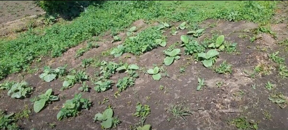 Вот так выглядела моя табачная плантация в июне.