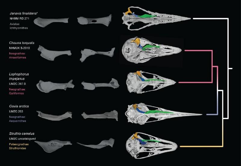    Череп янависа в сравнении с черепами современных птиц / © Juan Benito and Daniel Field, University of Cambridge