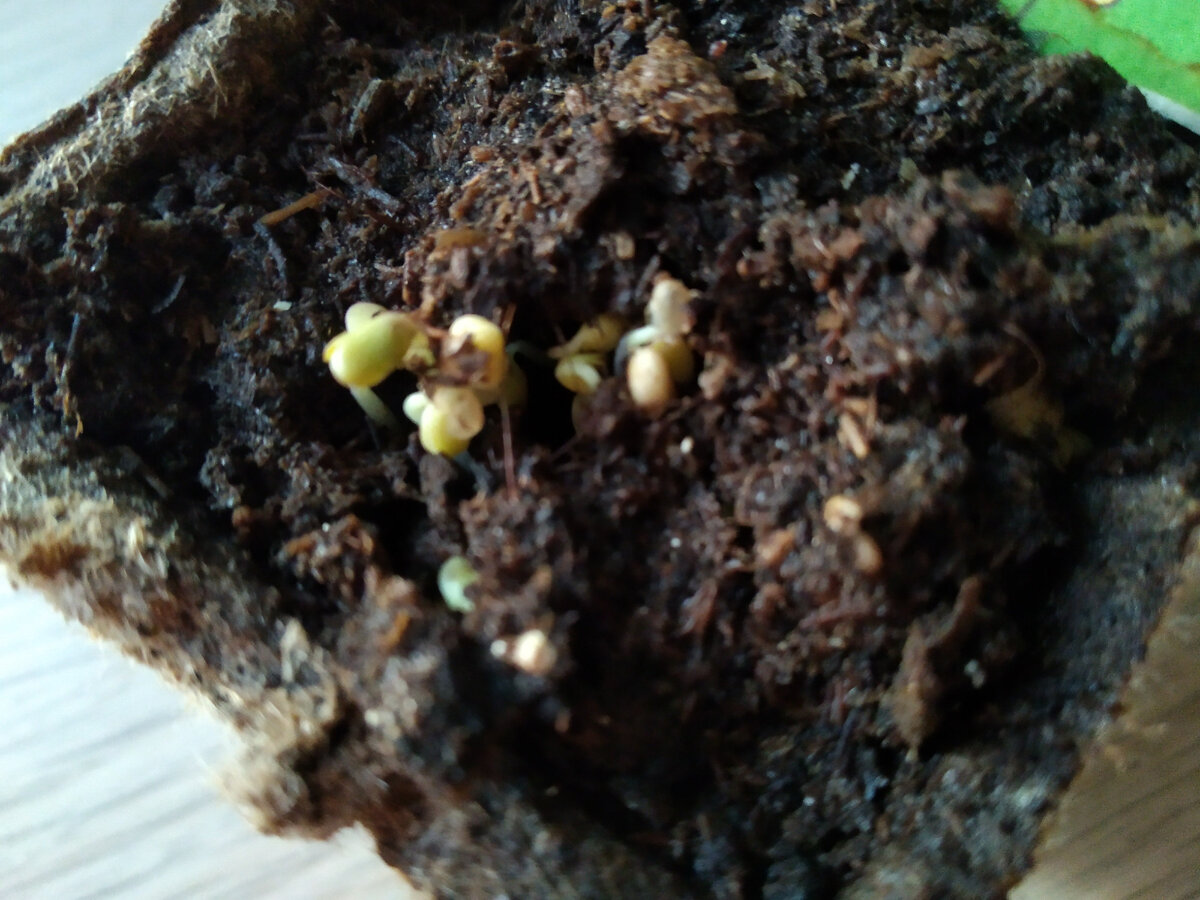 фото не самого лучшего качества и не слишком-то эстетично, однако росточки видно))