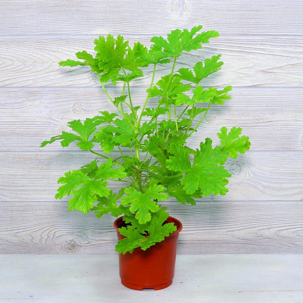 Пеларгония душистая (фото интернет)