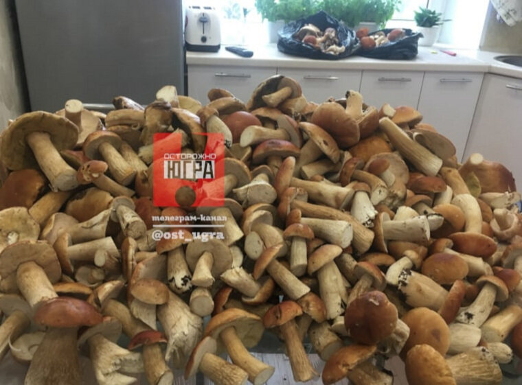    Югорчане собрали урожай белых грибов