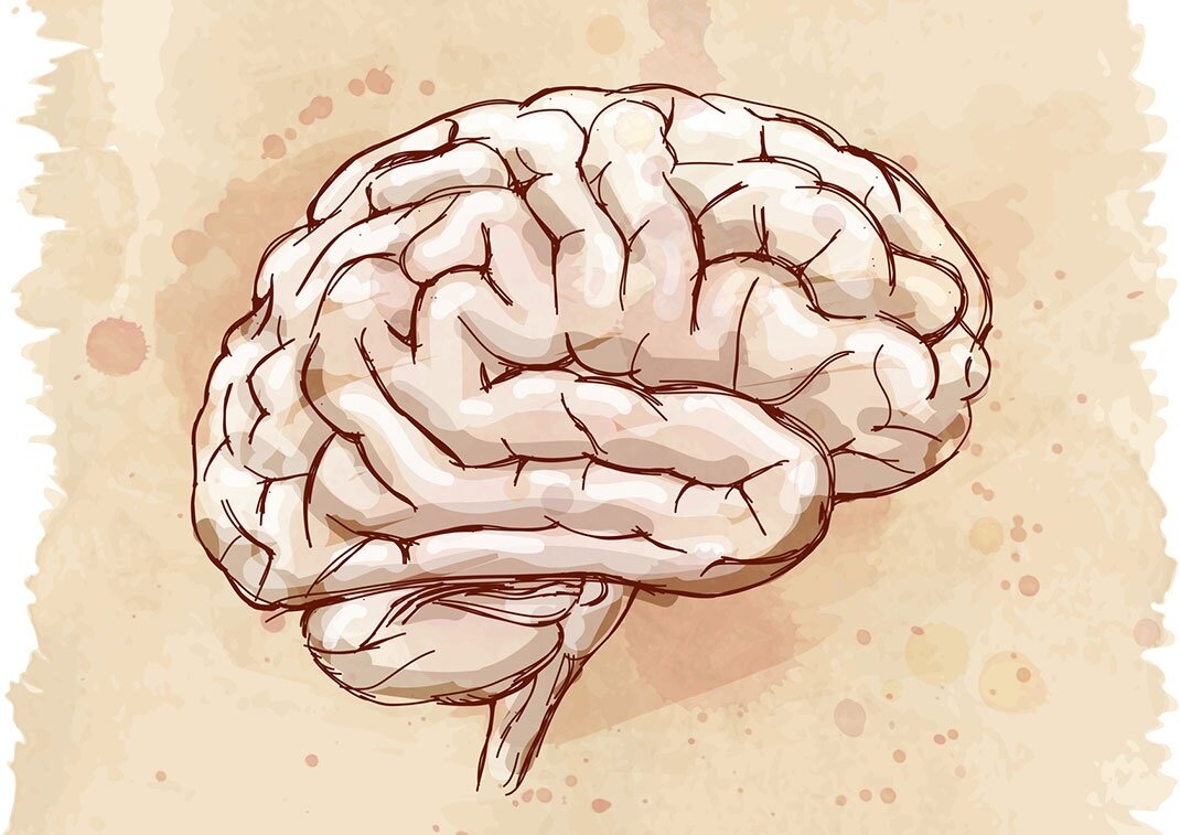 Мозг картинки для презентации. Мозг рисунок. Мозг Эстетика.