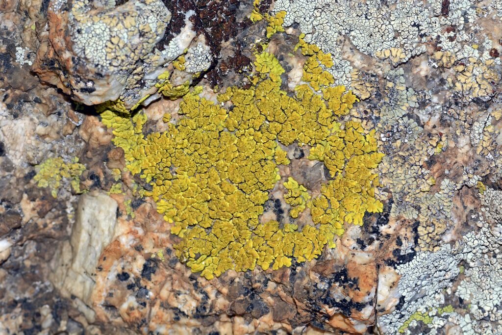 Ризокарпон географический