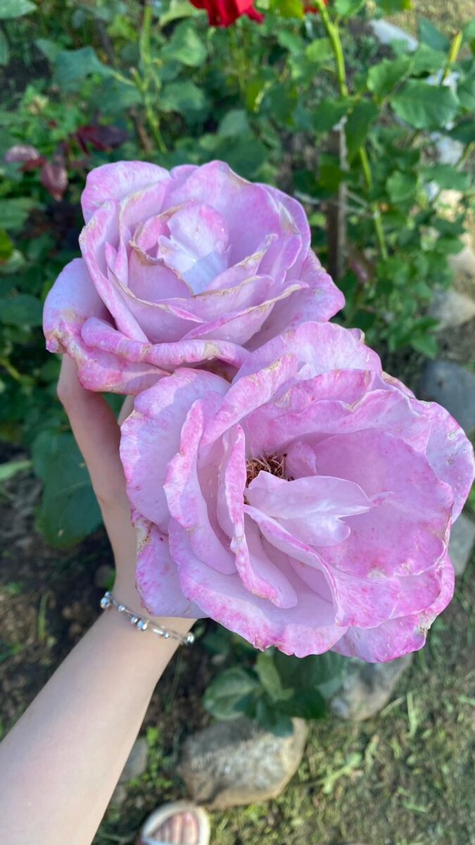 Роза в моем саду