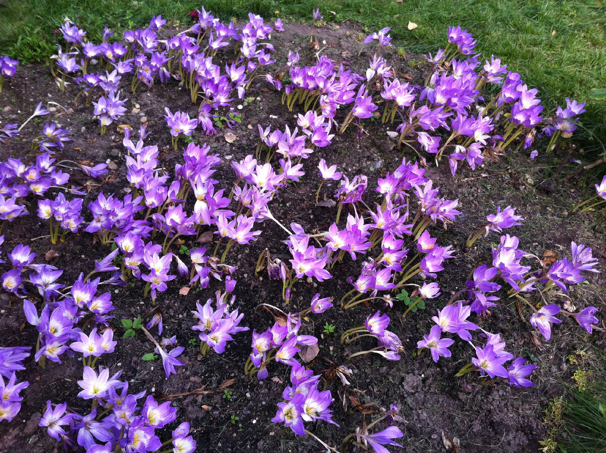 Безвременник... Фото автора