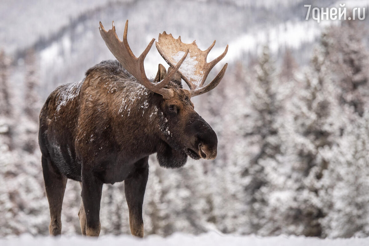    К чему снится лось 123RF/legion-media.ru