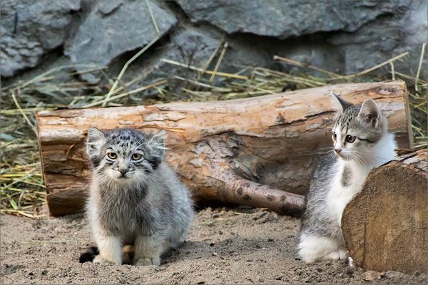 Хищник, кот, манул обои на телефон (фото, картинки)