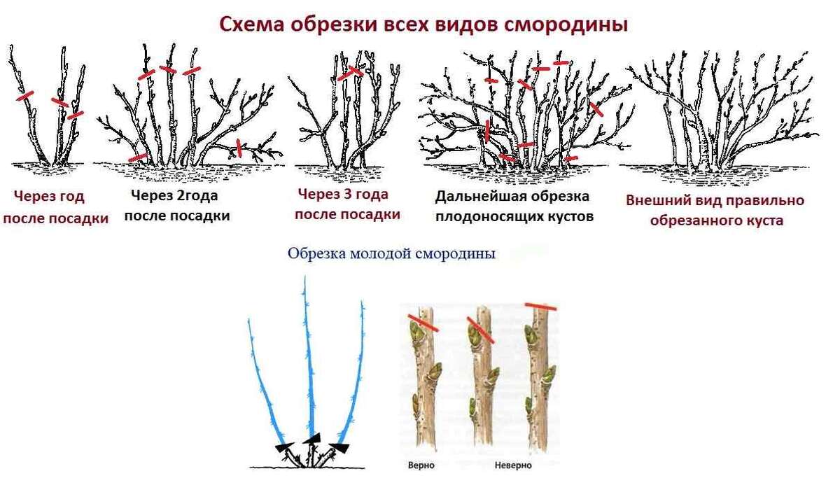 После сбора смородины что