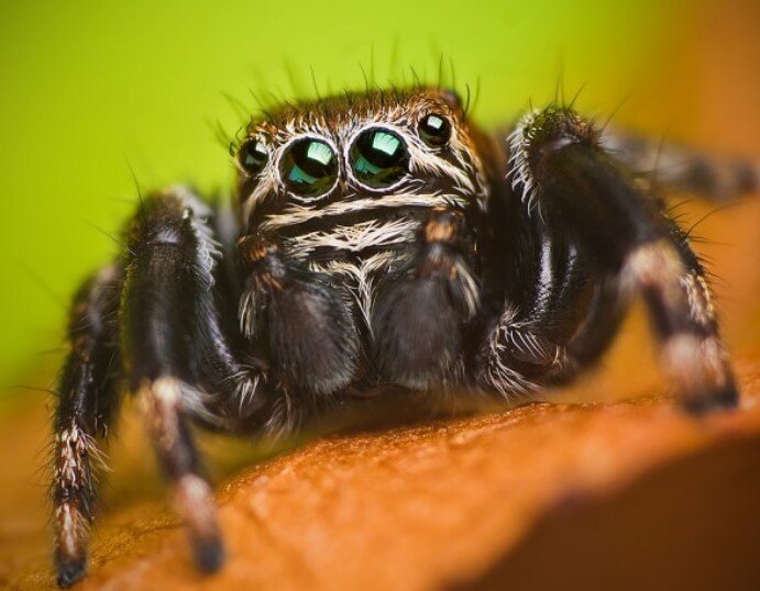 Evarcha culicivora — так по научному называется этот вид пауков. Обитает он в Кении и Уганде