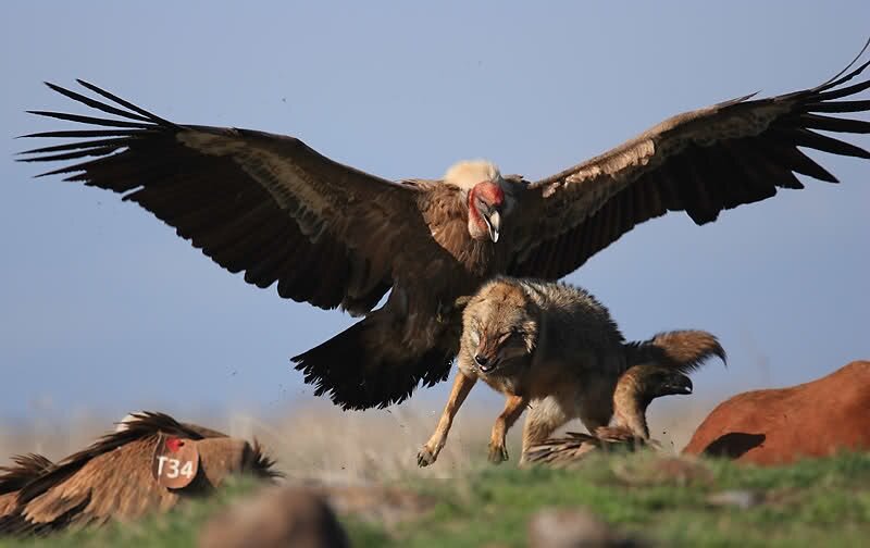 Калифорнийский кондор