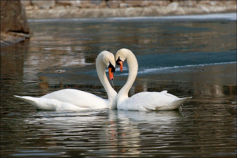 лебедь для презентации. фразеологизм лебединая шея. лебединая верность стихи. лебединая верность фразеологизм. стихи о лебединой ревности.
