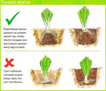 статья по ирисам: Приемы выращивания Бородатых ирисов