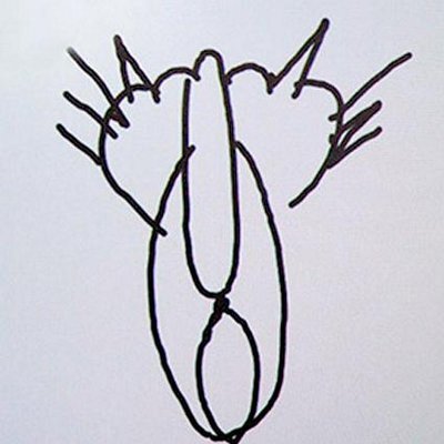 Кошка, вид сзади