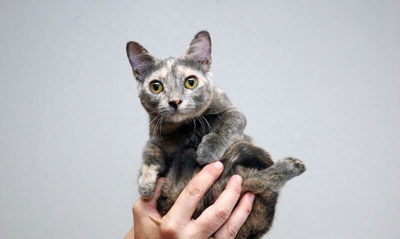 Изображение взято из сервиса картинок Google.