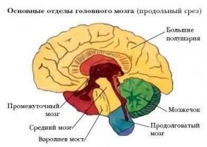 Головной мозг. Строение и функции | Helperia.ru | Дзен