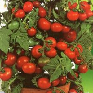 Дело в том, что для кустов помидора характерно появление дополнительных побегов. Как правило, они совершенно не отличаются по типу роста от главного стебля и являются его неотъемлемой частью. На нем, как и на основном стебле, формируются листья, а после и образовываются сами помидорчики.