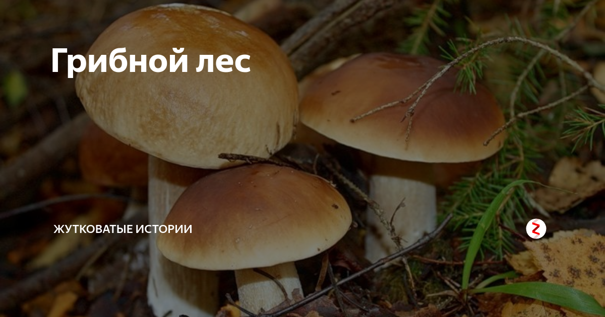 Грибной лес | Жутковатые истории | Дзен