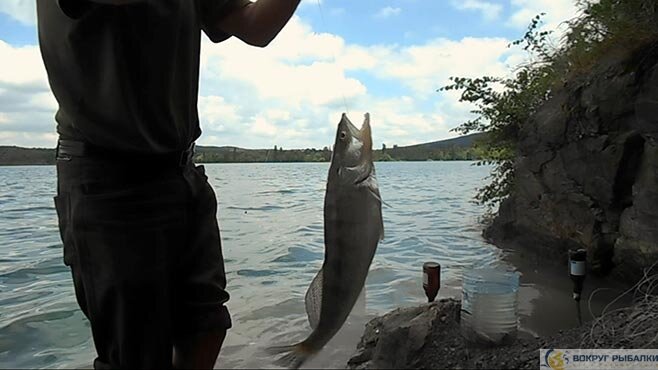 Оснастка для ловли на живца с берега - СуперУлов - интернет-портал о рыбалке
