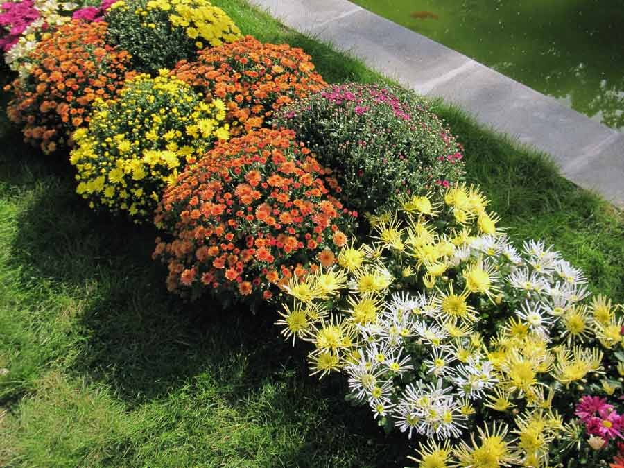 Ландшафтные идеи сочетания хризантем в саду — экспертные советы