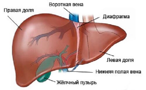 Тюбаж печени с минеральной водой – как сделать в домашних условиях